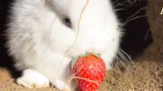 Wow Rabits, amazng, amusing, interesting