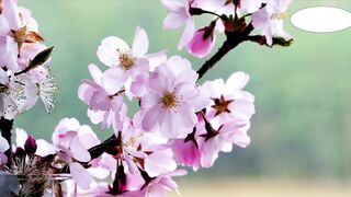 Beautiful flowers in nature