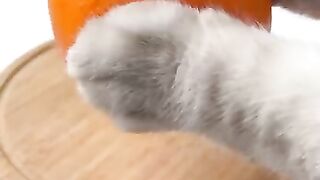 Asmr cats