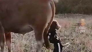 #funny cats and dogs#funny moments