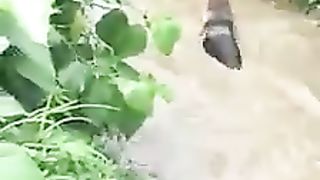 a very smart duck