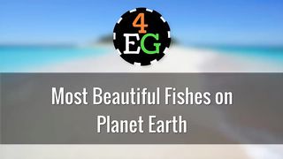 Most Beautiful Fishes From Around The World