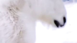 Cute Animals 5