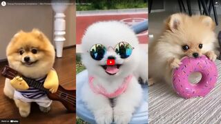 Teacup Pomeranian Compilation ???? Mini Pomeranian Tiktok Compilation - 2022 | 100+ Clips