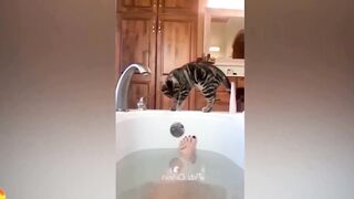Funniest Animals Video 2023 ???????? Funny Cats and Dogs Video  - Funny Animal Video