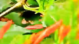 Flower 5