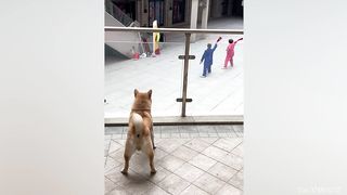 The Most Funny Animals That Will Definitely Brighten Your Day
