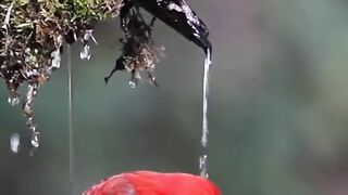 Amazing birds 2