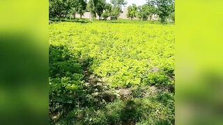 Green land