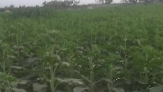 Akran