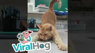 Kitty-Dives