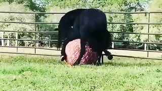 Очень красивый