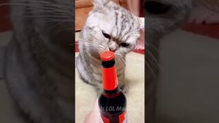 Funny-Cats-Won-t-Let-You-Down-Animals