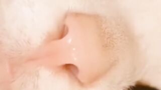 Gatos carinhos e fofos ????????