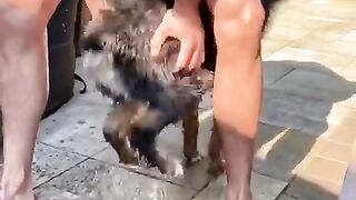 #14 Funny Animal Videos 2022 Best Dogs And Cats Videos