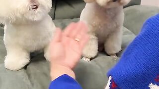 Cute dog 4