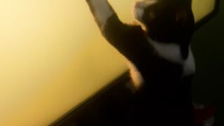 gato jugueton
