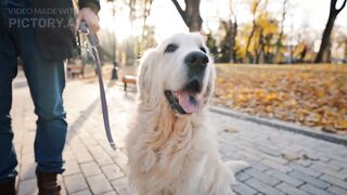 Dog Owner’s Delight - Animals & Pets