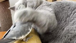 Incredible animals