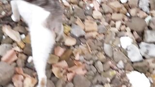 Gato branco