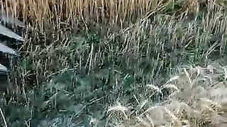 Wheat cutting 2