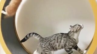 Gatos lindos e fofos de tanta ternura veja para se apaixonar