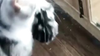 Mama cat can take care of their babies