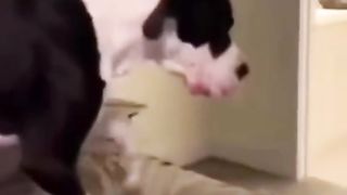 Incroyable fanny vidéo