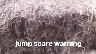 Funny animal videos I found on Instagram and Tiktok 2