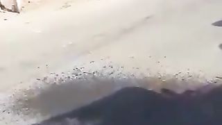 Bull Fight