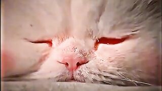Cutest little cat????