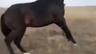 Funny 463