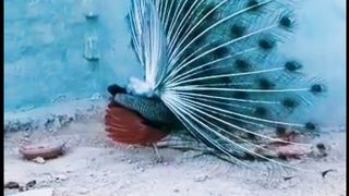 Green Peacock Opening Feathers