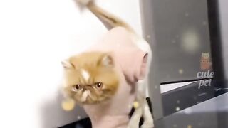 Funny Dancing Cats