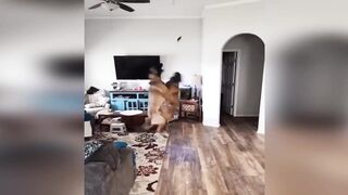 funny animals compilation 2022 - the best of the best