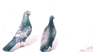 Kabootar Baz | Pigeon cage | pigeons lovers video