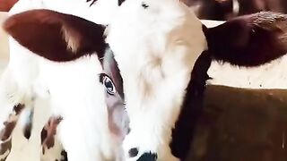 funny cow
