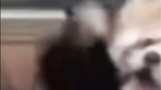 Baby Animals- Cutest Moments