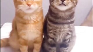 Cats funny and comedy videos 2023