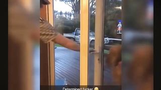 Animal funny video clip 2023