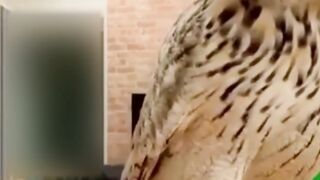 Best funny animal videos of the year 2023, funniest animals ever, relax with cute animal videos.