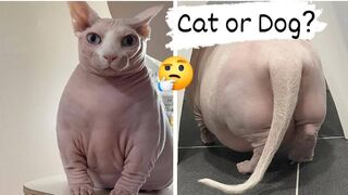 Cat or Dog? Who do you choose?