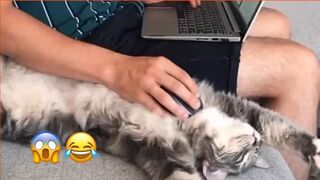 CUTE AND FUNNY ANIMAL VIDEOS .THE BEST!