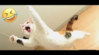 Os mais Engraçados videos de PETS, Cachorros e Gatos ???? Os Melhores de 2023 ???? #12