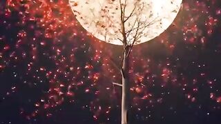 Nice and beautiful nature videos