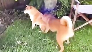 New One Funny animals - Funny cats / dogs - Funny videos ???? - ???? ???? Bast31