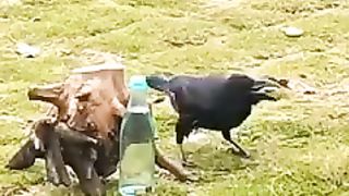 Amazing video bird