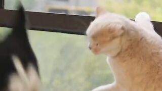 Funny dog 18