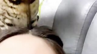 Funny Animal Moments Caught On Camera???? Animals LOL Moments