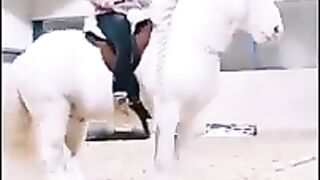 Чиройли от
